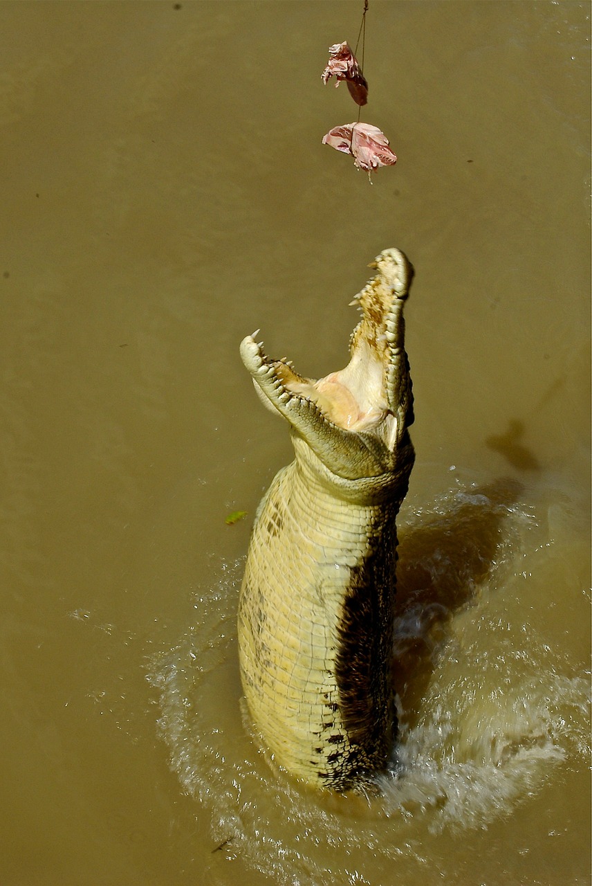 crocodile maneater alligator free photo