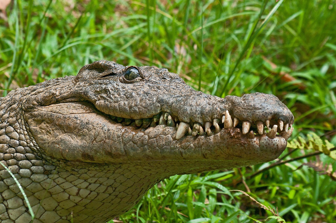 crocodile alligator predator free photo