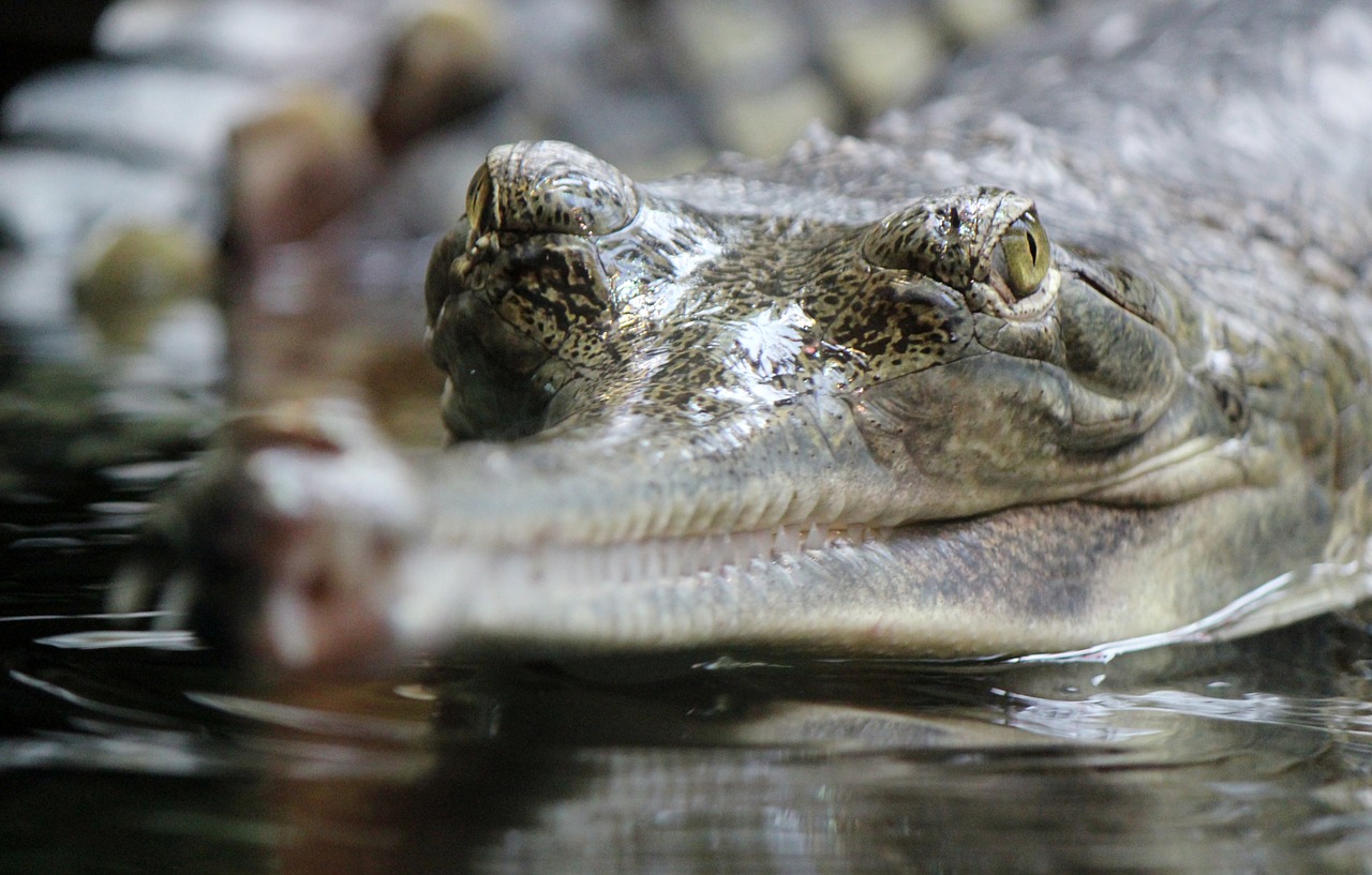 crocodile  gavial  reptile free photo
