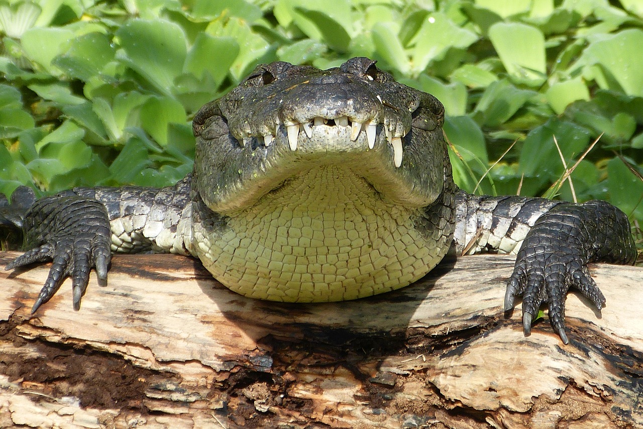 crocodile  risk  reptile free photo