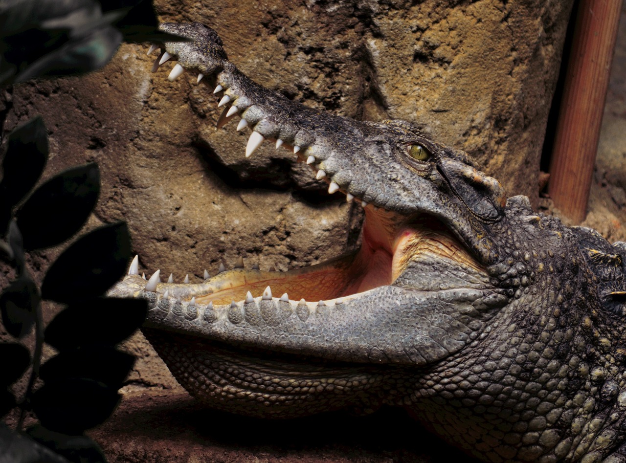 crocodile zoo alligator free photo