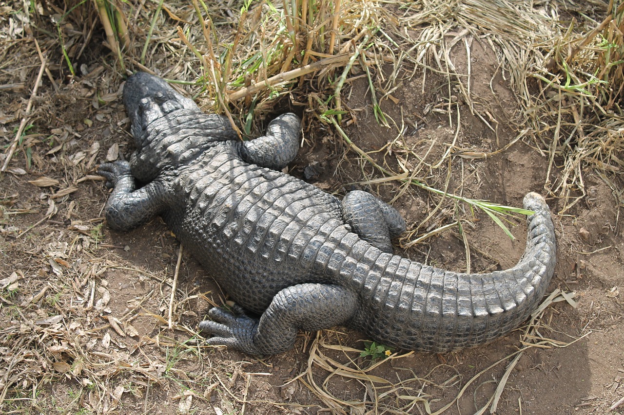 crocodile  scavenger  wildlife free photo