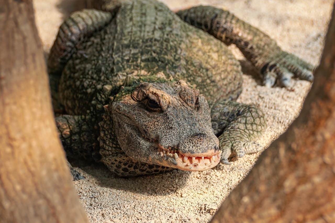 crocodile  tooth  reptile free photo
