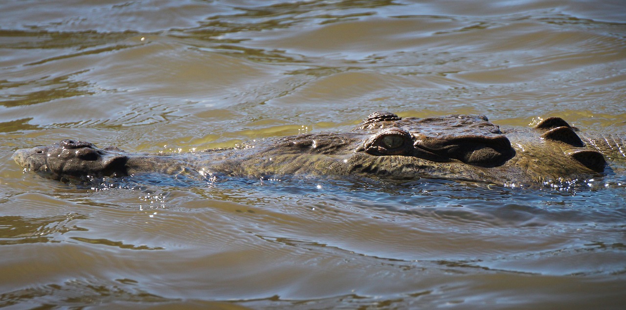 crocodile  river  predator free photo