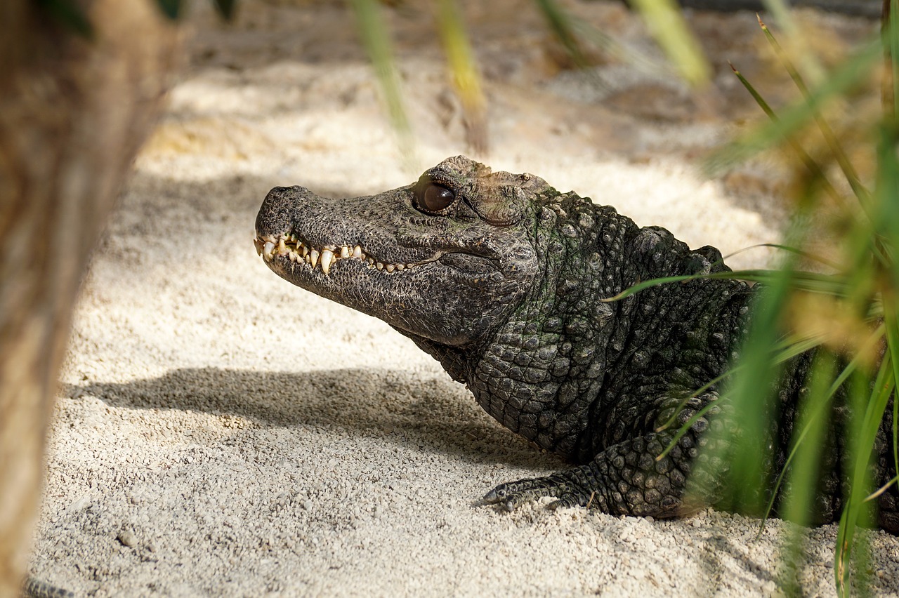 crocodile  tooth  reptile free photo