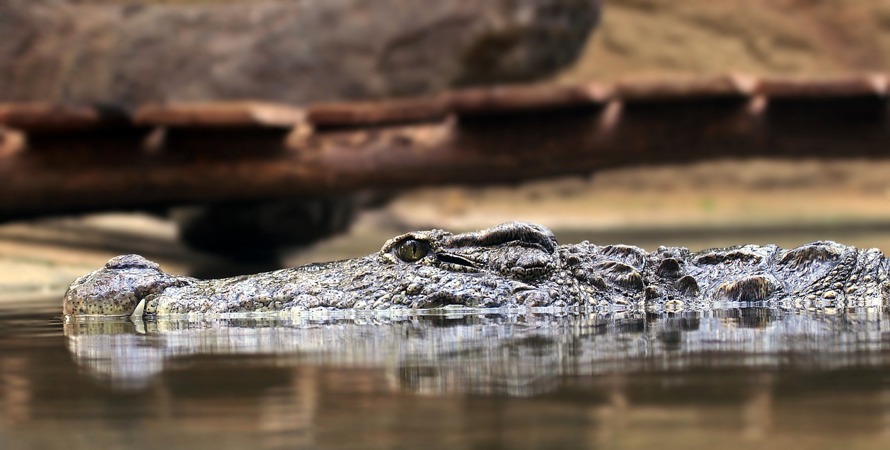 crocodile  alligator  reptile free photo