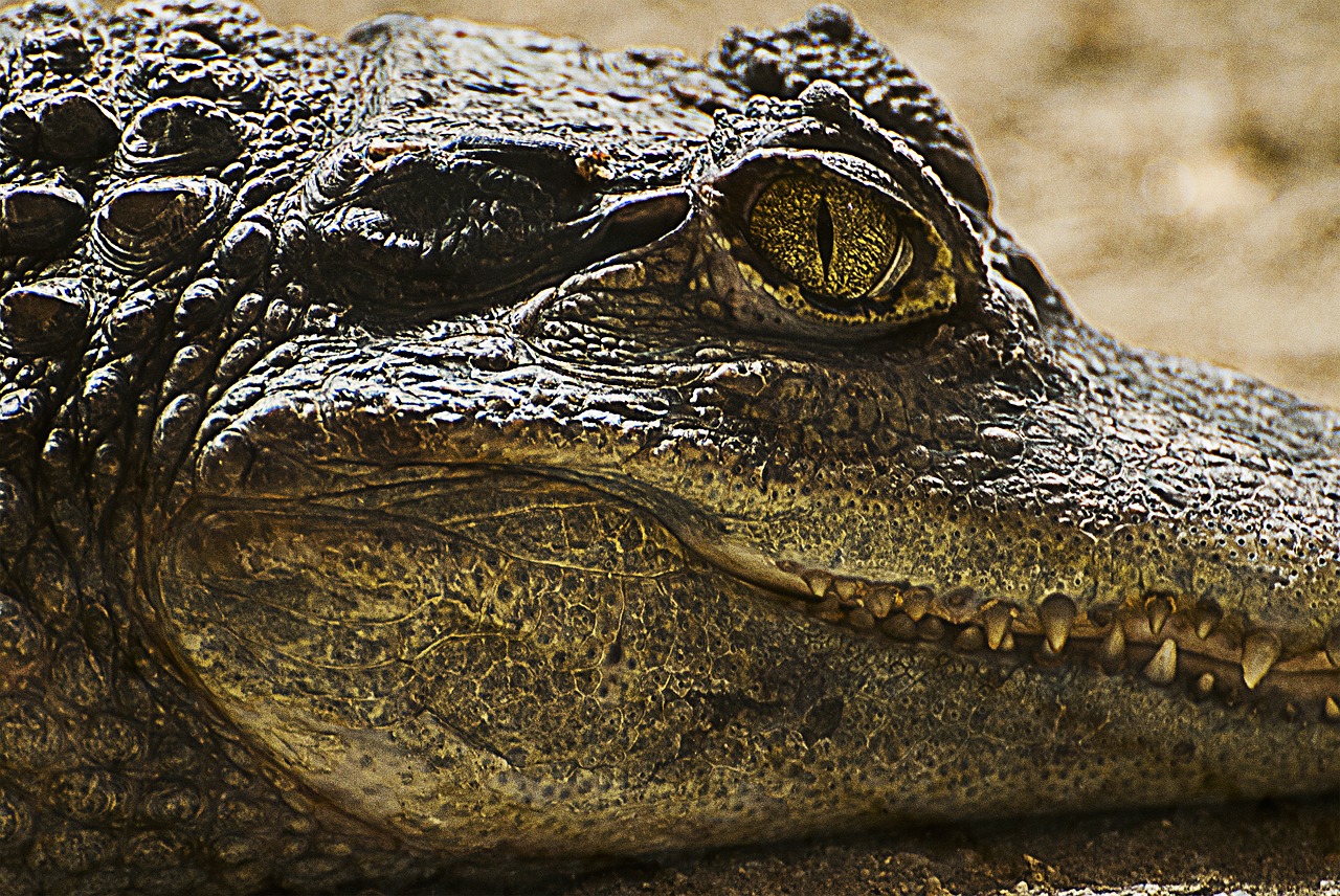 crocodile  animal portrait  lizard free photo