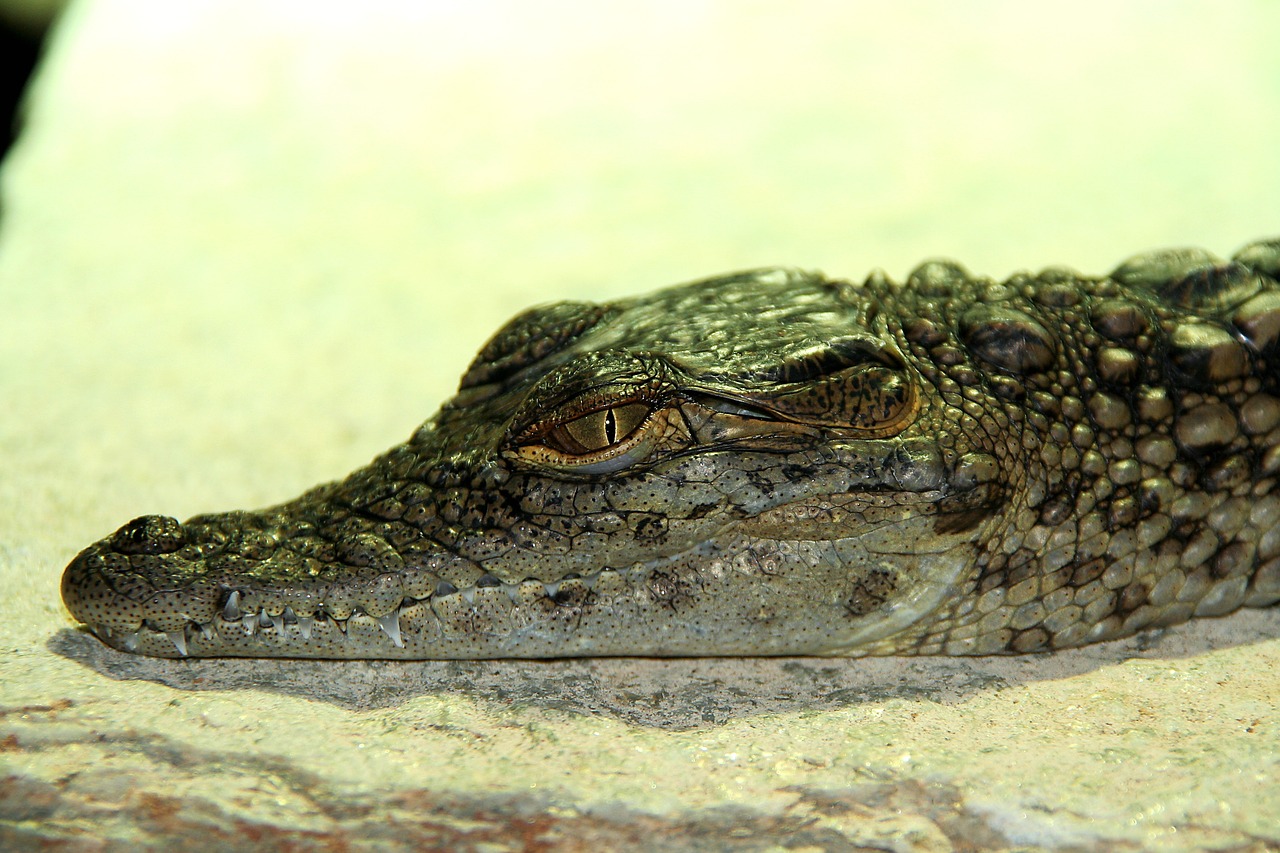 crocodile  baby  reptile free photo