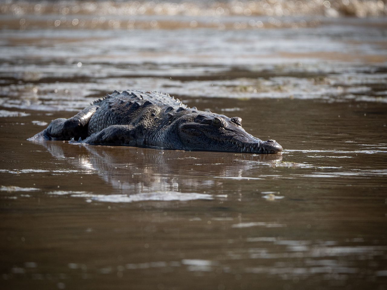 crocodile  baby  costa rica free photo