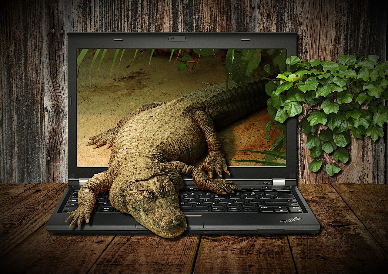 crocodile  laptop  display free photo