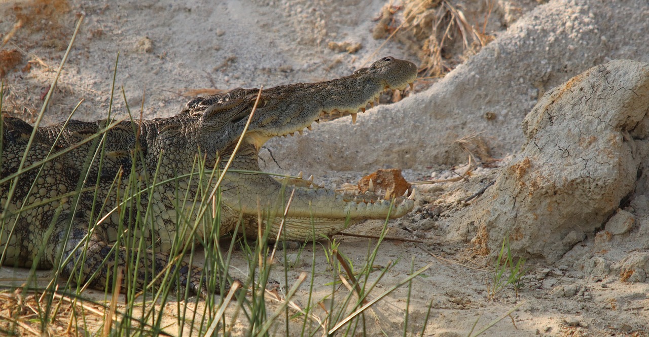 crocodile  nile  uganda free photo