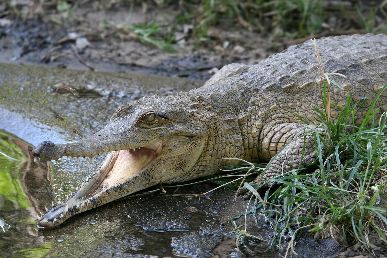 crocodile open mouthed reptile free photo