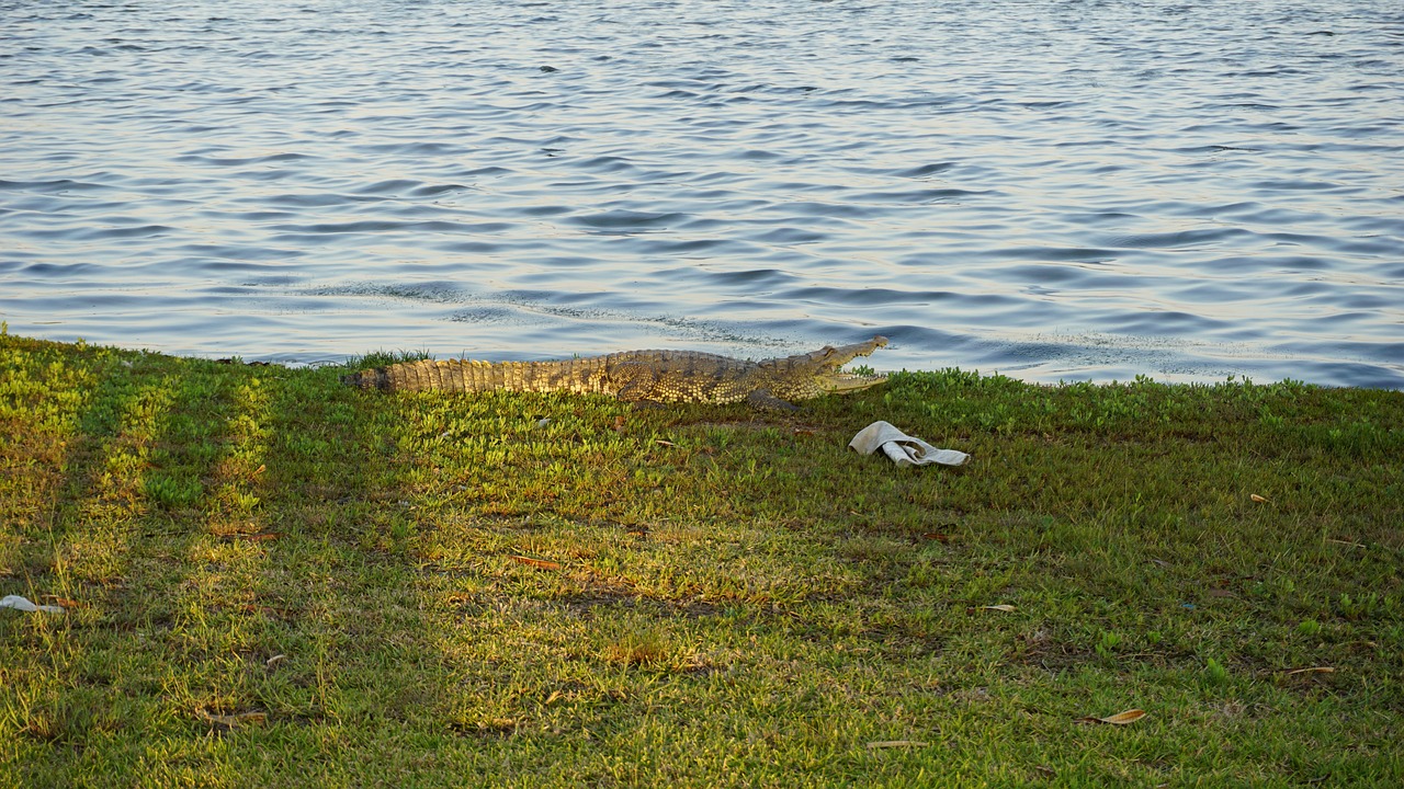 crocodile  laguna  nature free photo