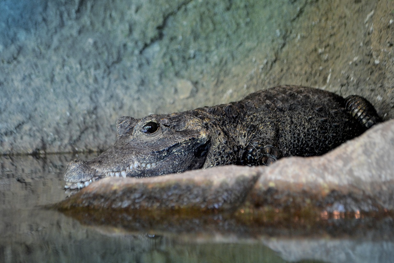 crocodile  animal  wildlife free photo