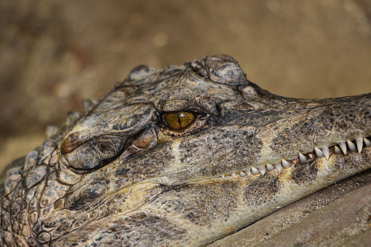 crocodile  eye  alligator free photo
