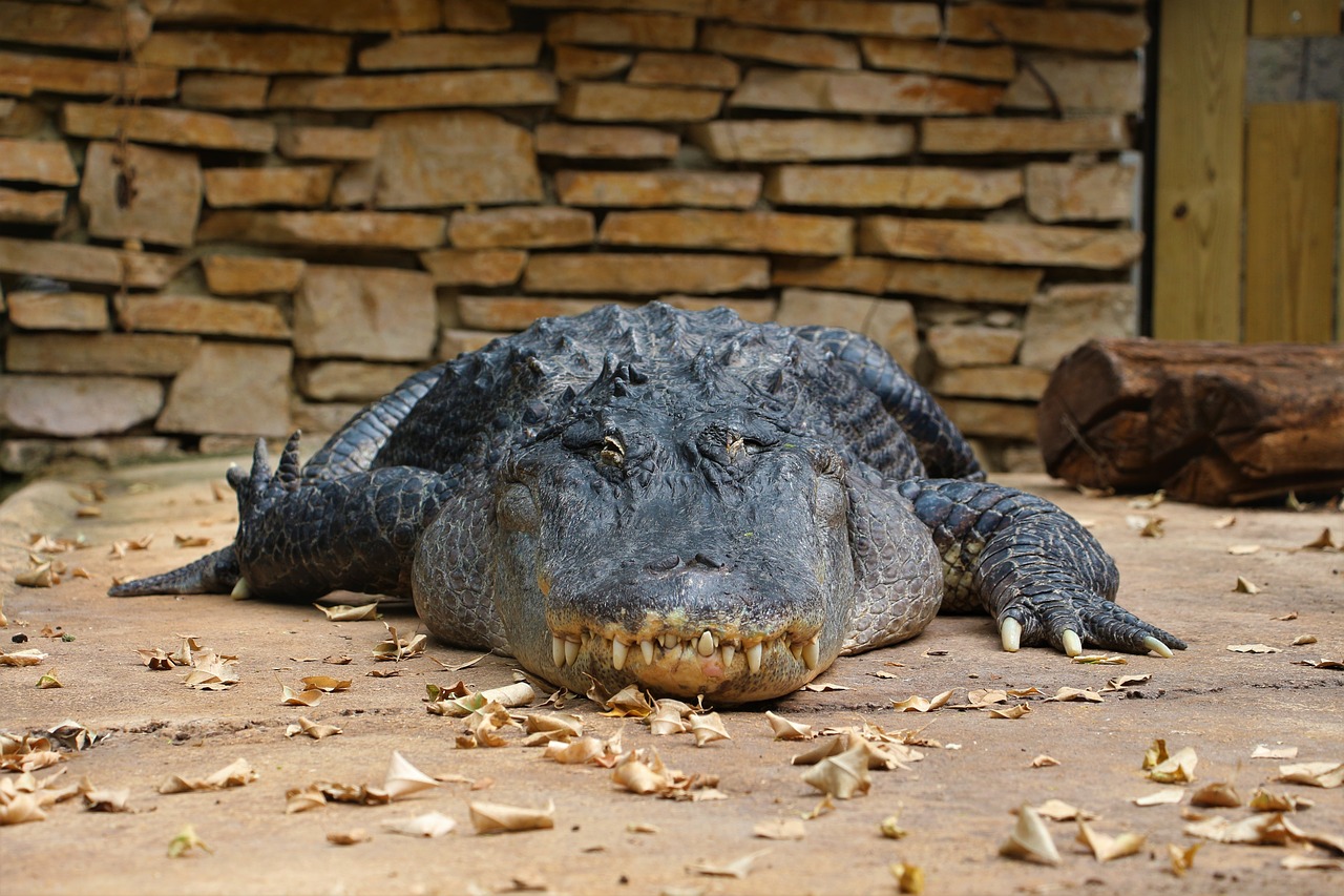 crocodile  reptile  predator free photo