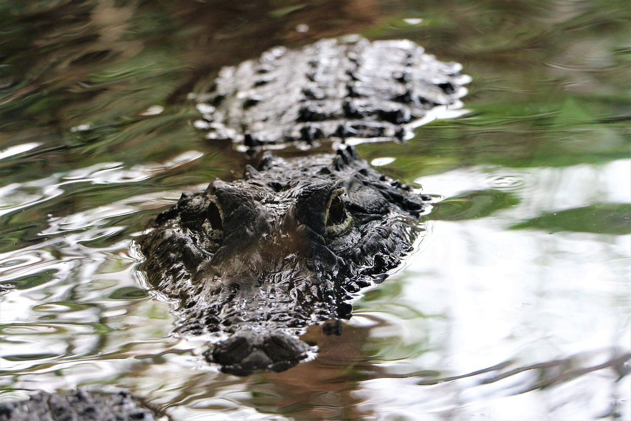 crocodile  reptile  water free photo