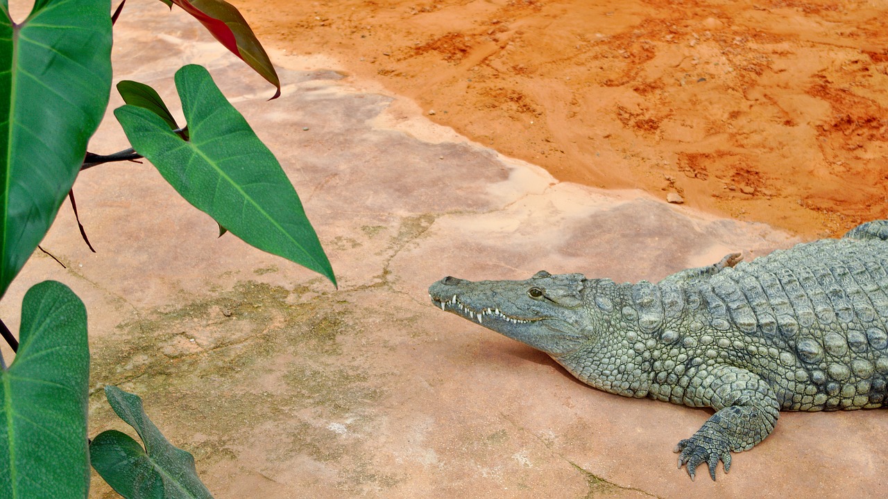 crocodile  ardèche  farm free photo