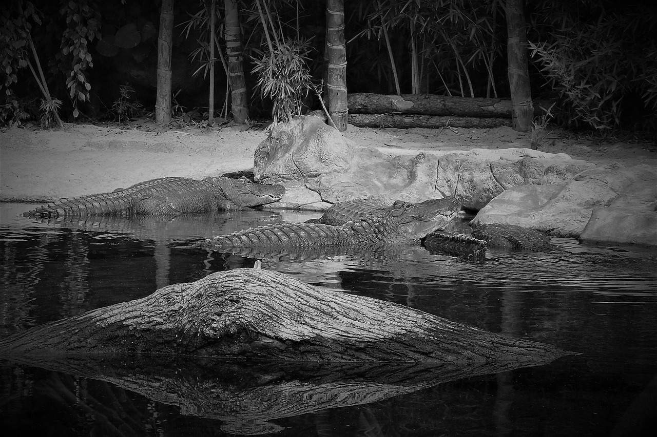 crocodile  beast  wild world free photo