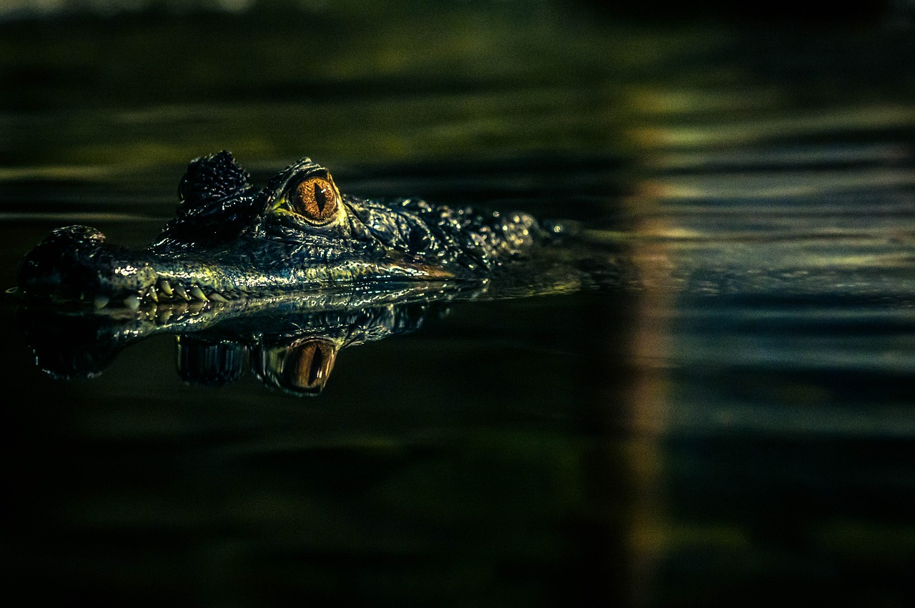 crocodile  animal  reptile free photo