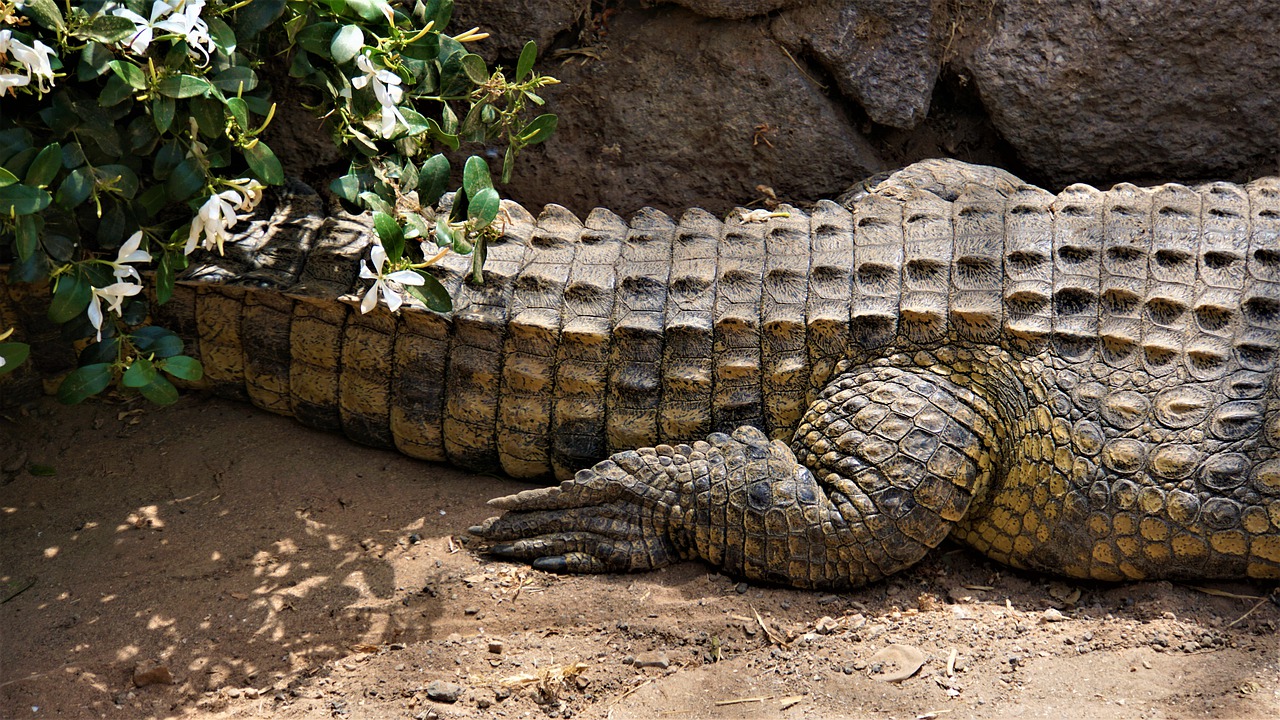 crocodile  alligator  reptile free photo