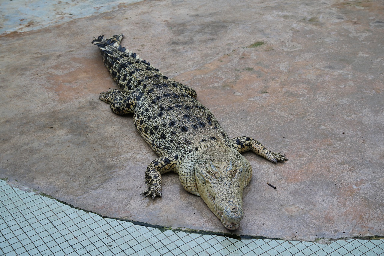 crocodile  farm  zoo free photo