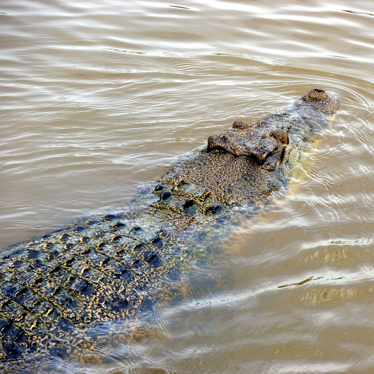 crocodile alligator river free photo