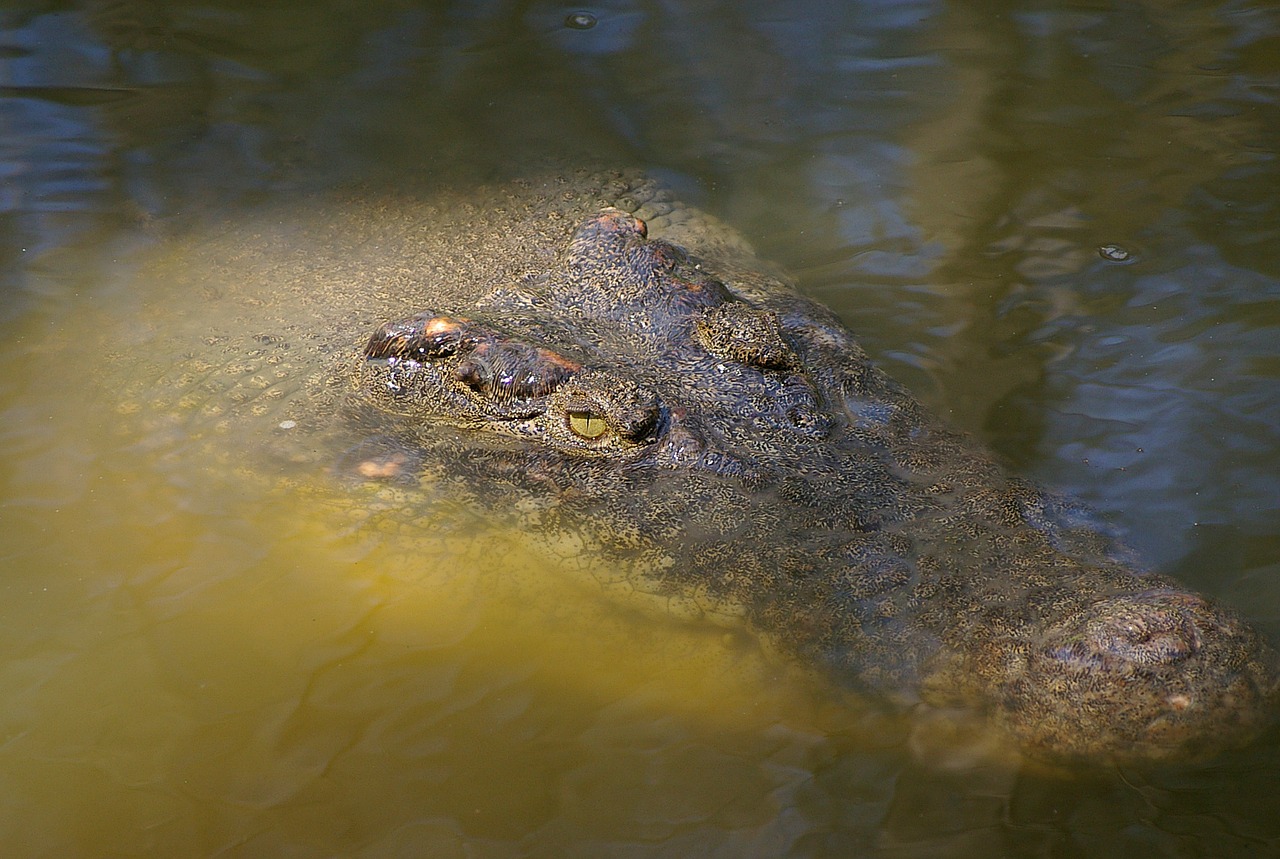 crocodile water face free photo
