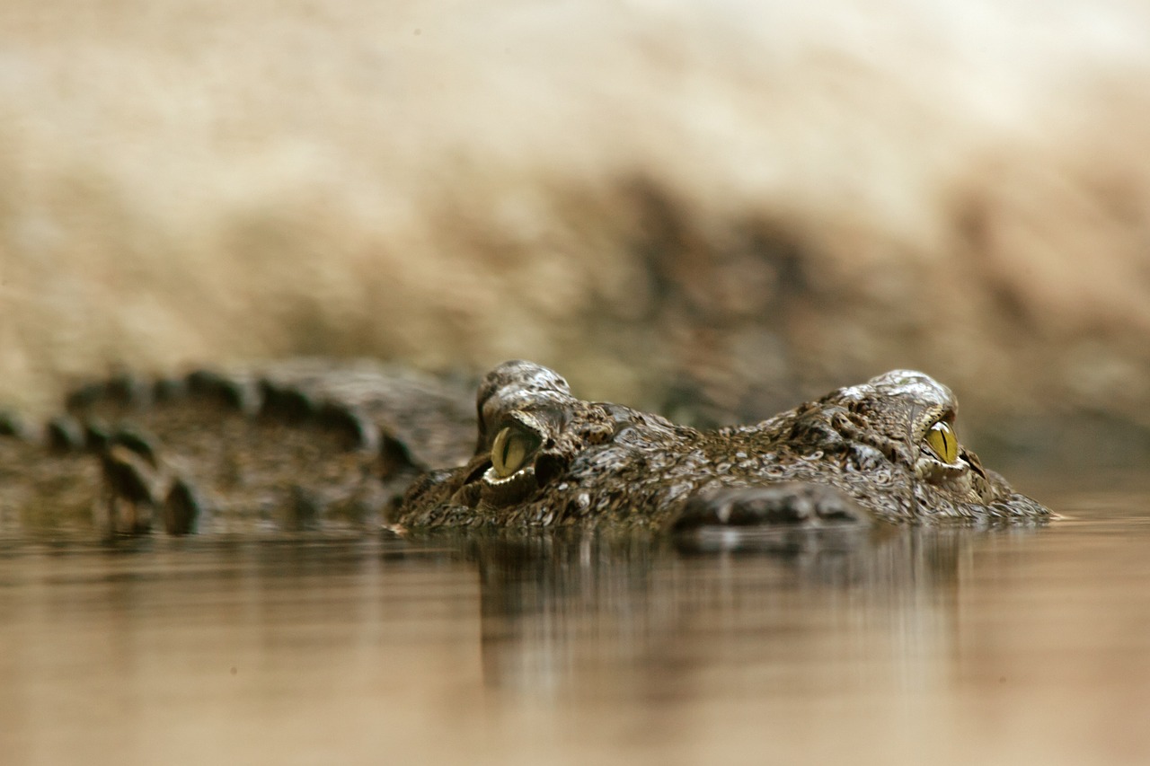 crocodile reptile dangerous free photo