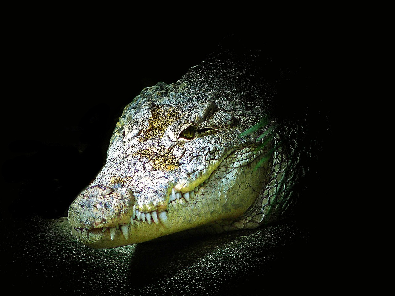 crocodile alligator reptile free photo