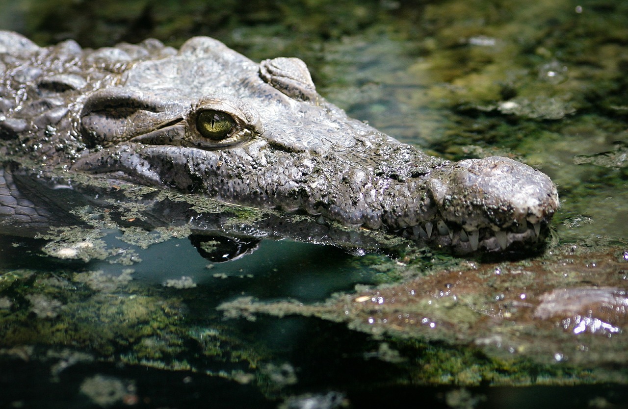 crocodile alligator reptile free photo