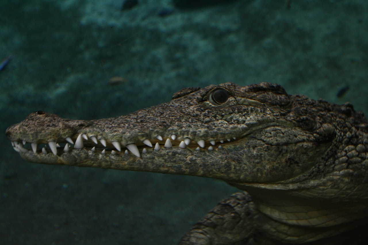 crocodile alligator sea free photo