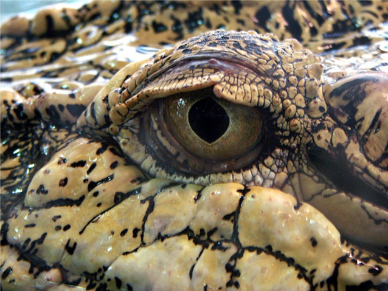 crocodile eye reptile free photo