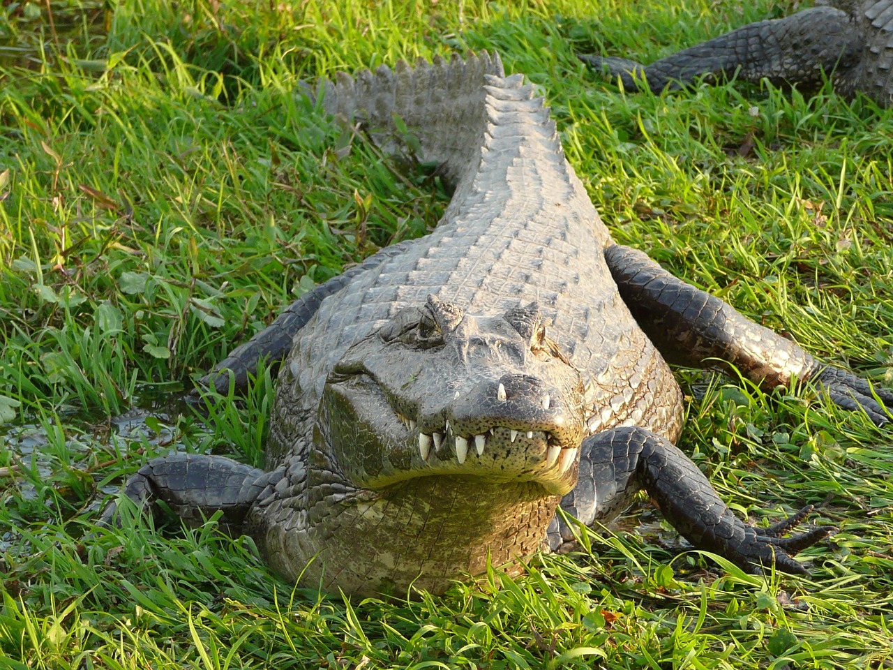 crocodile alligator argentina free photo