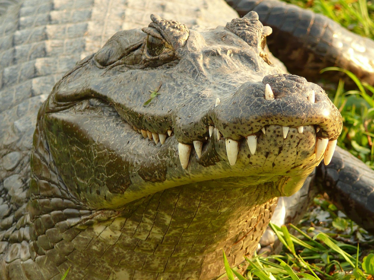 crocodile alligator reptile free photo