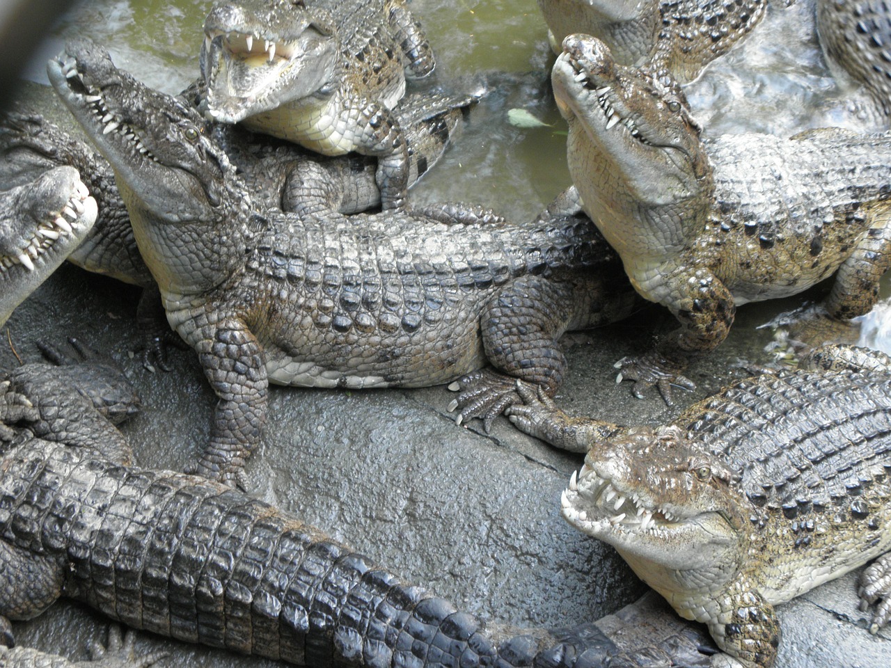 crocodile reptile philippines crocodile free photo