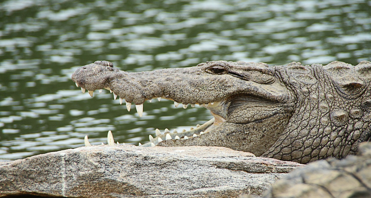 crocodile snout crocodylus porosus free photo
