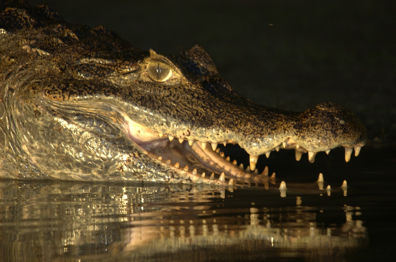 crocodile venezuela llanos free photo