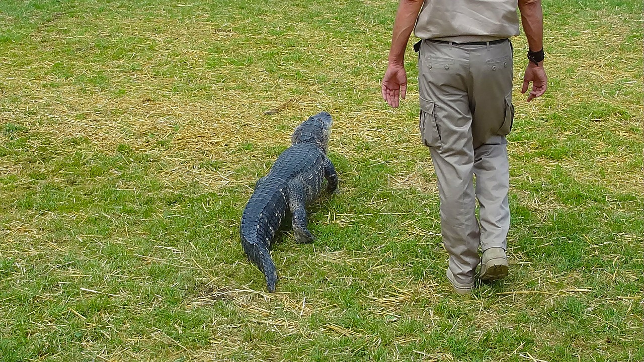 crocodile alligator ranger free photo