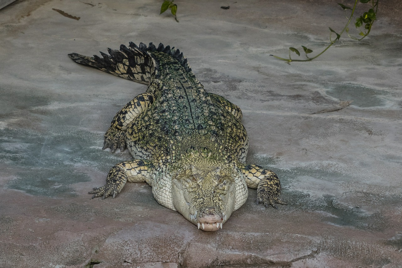 crocodile tooth reptile free photo