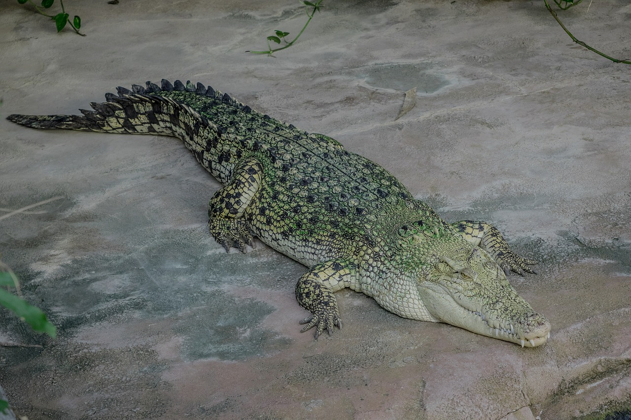 crocodile tooth reptile free photo