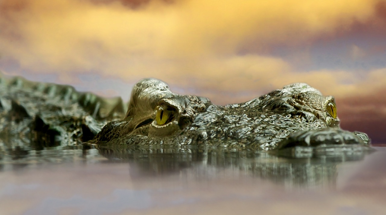 crocodile animal nature free photo