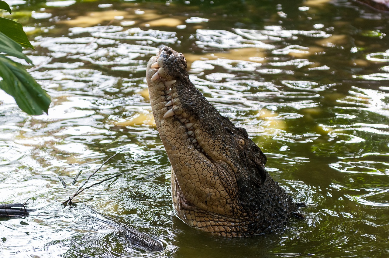 crocodile nature animals free photo