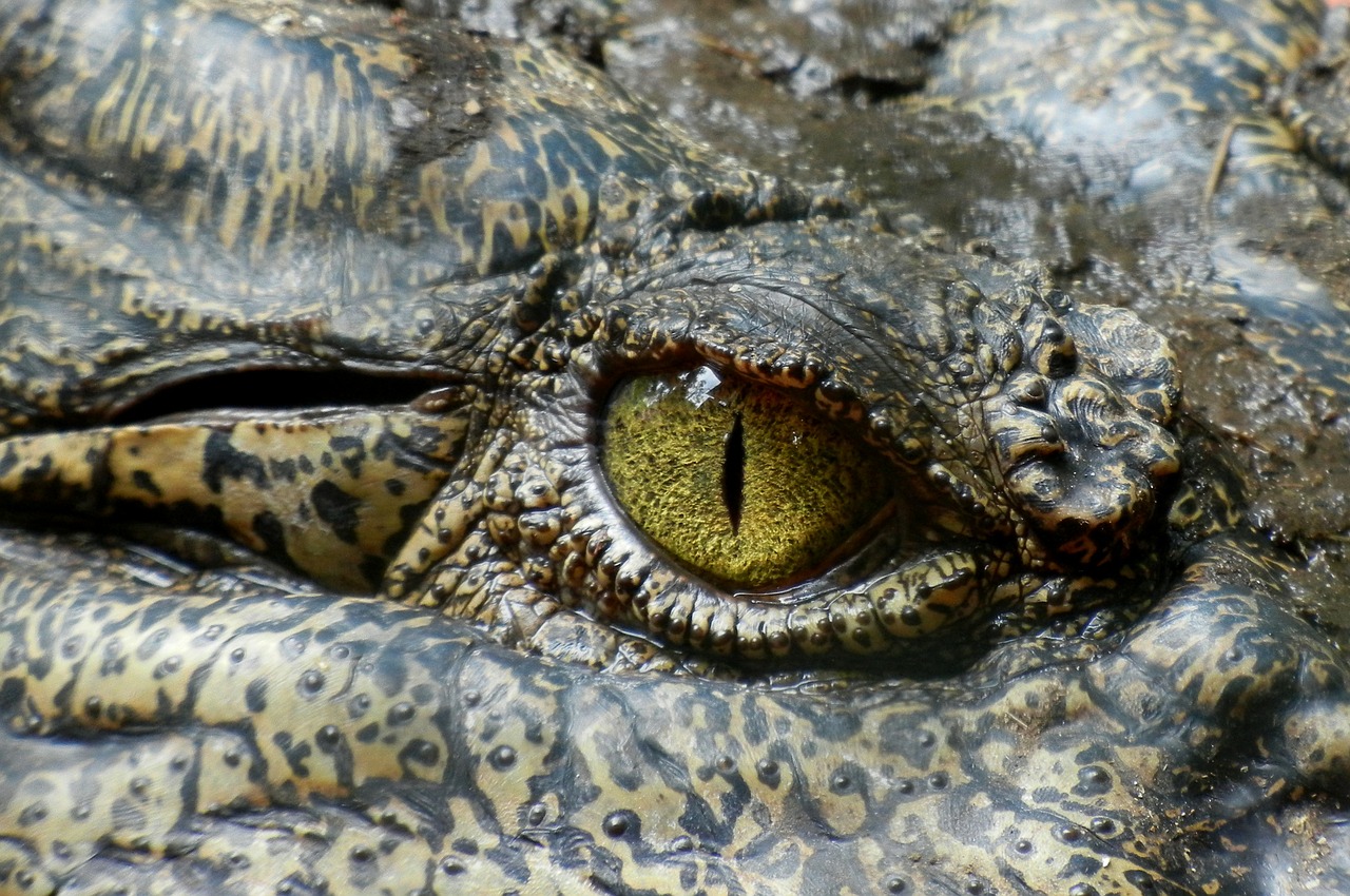 crocodile eye animal free photo