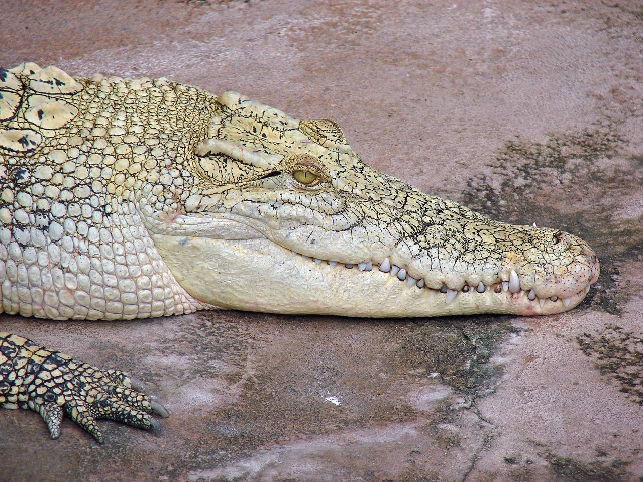 crocodile profile close free photo