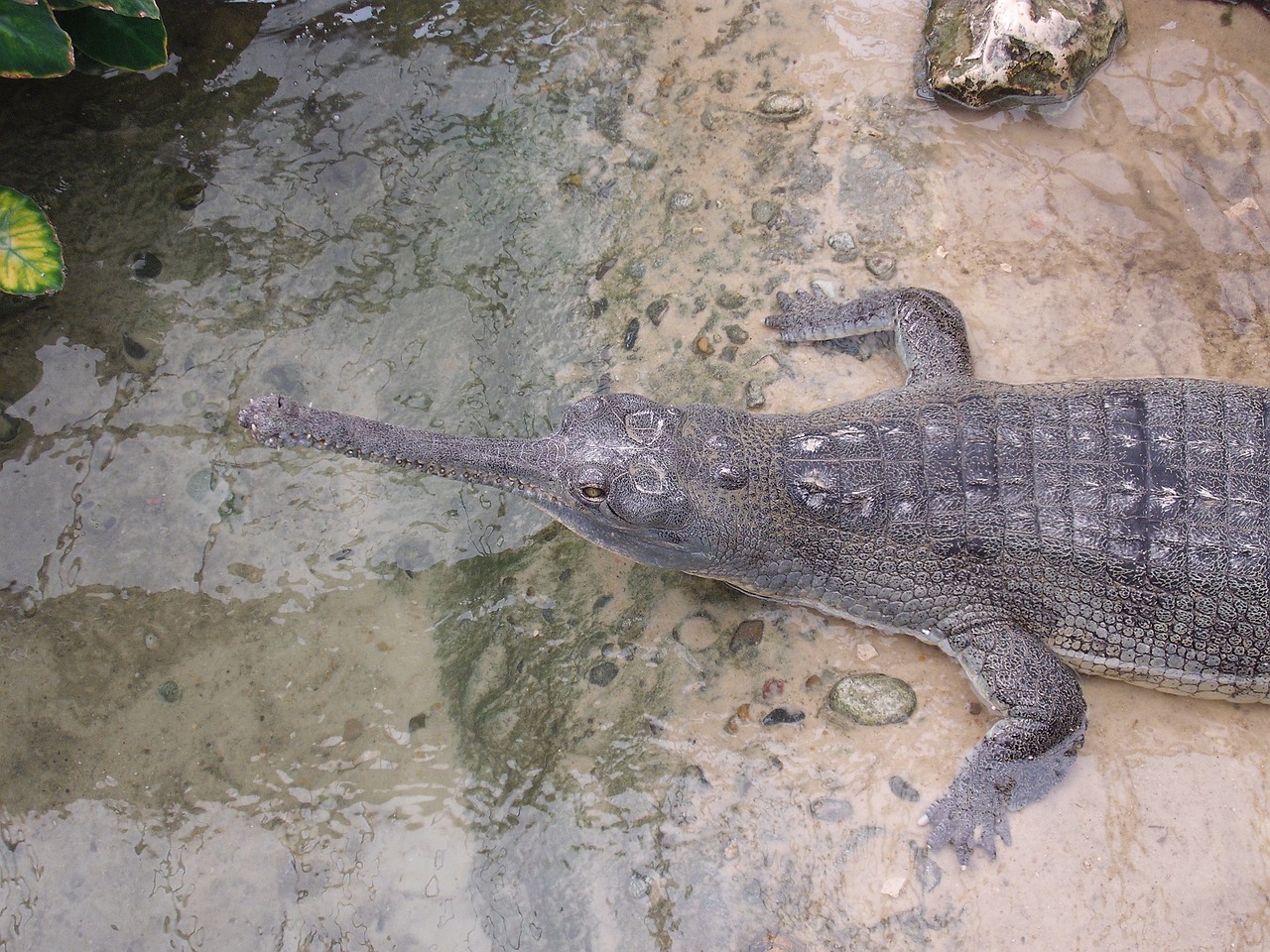 crocodile water thrill free photo