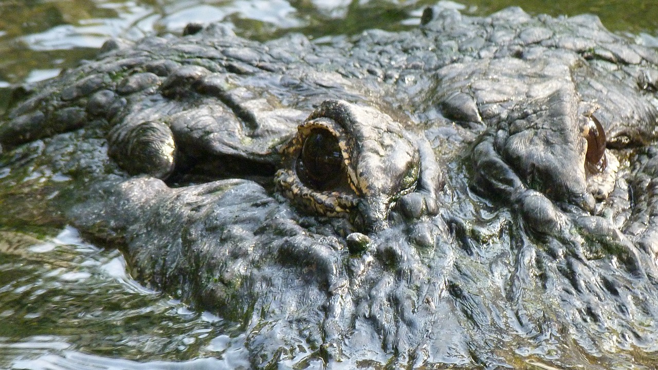 crocodile reptile animal free photo