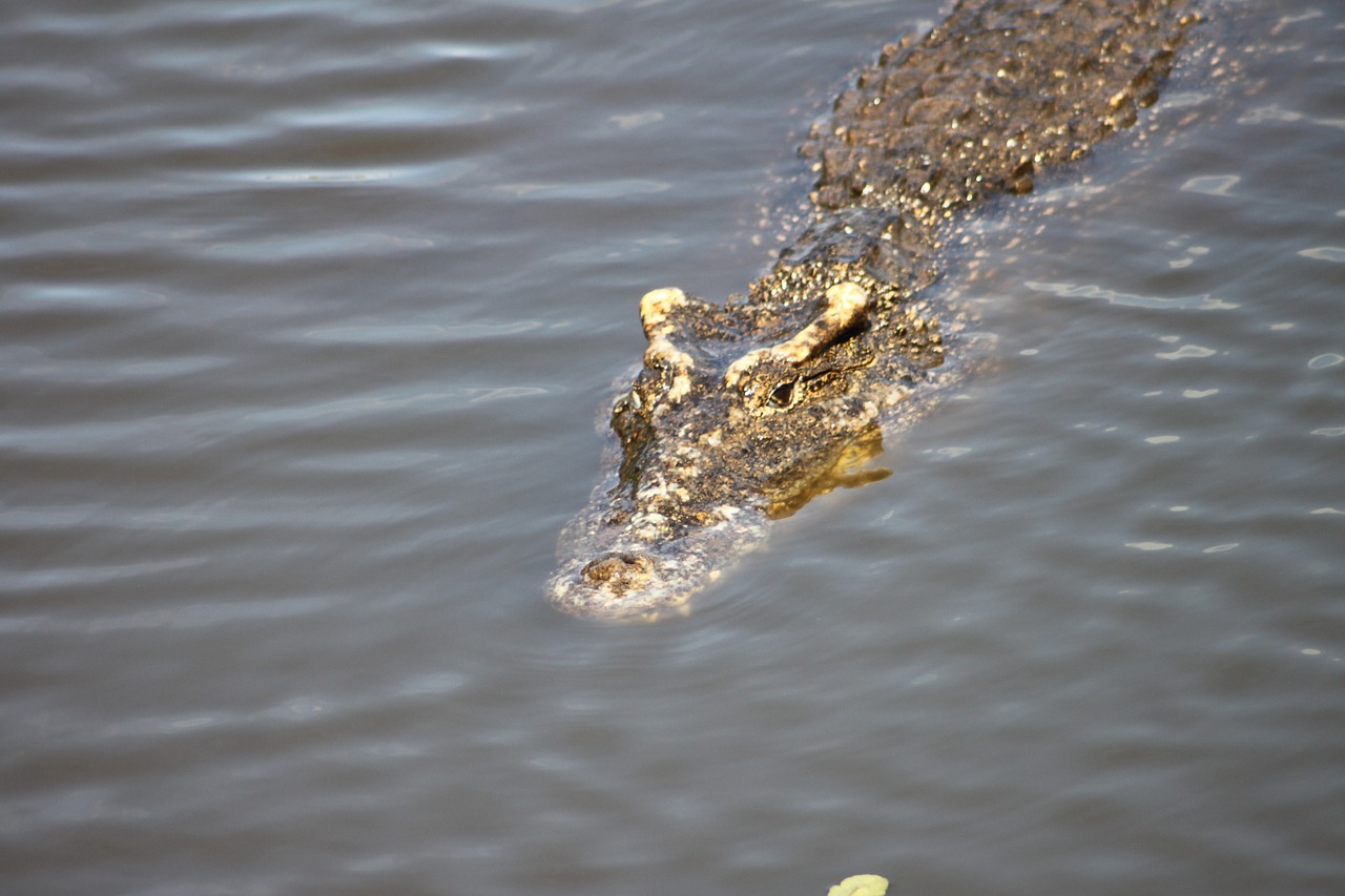 crocodile cuba animal free photo