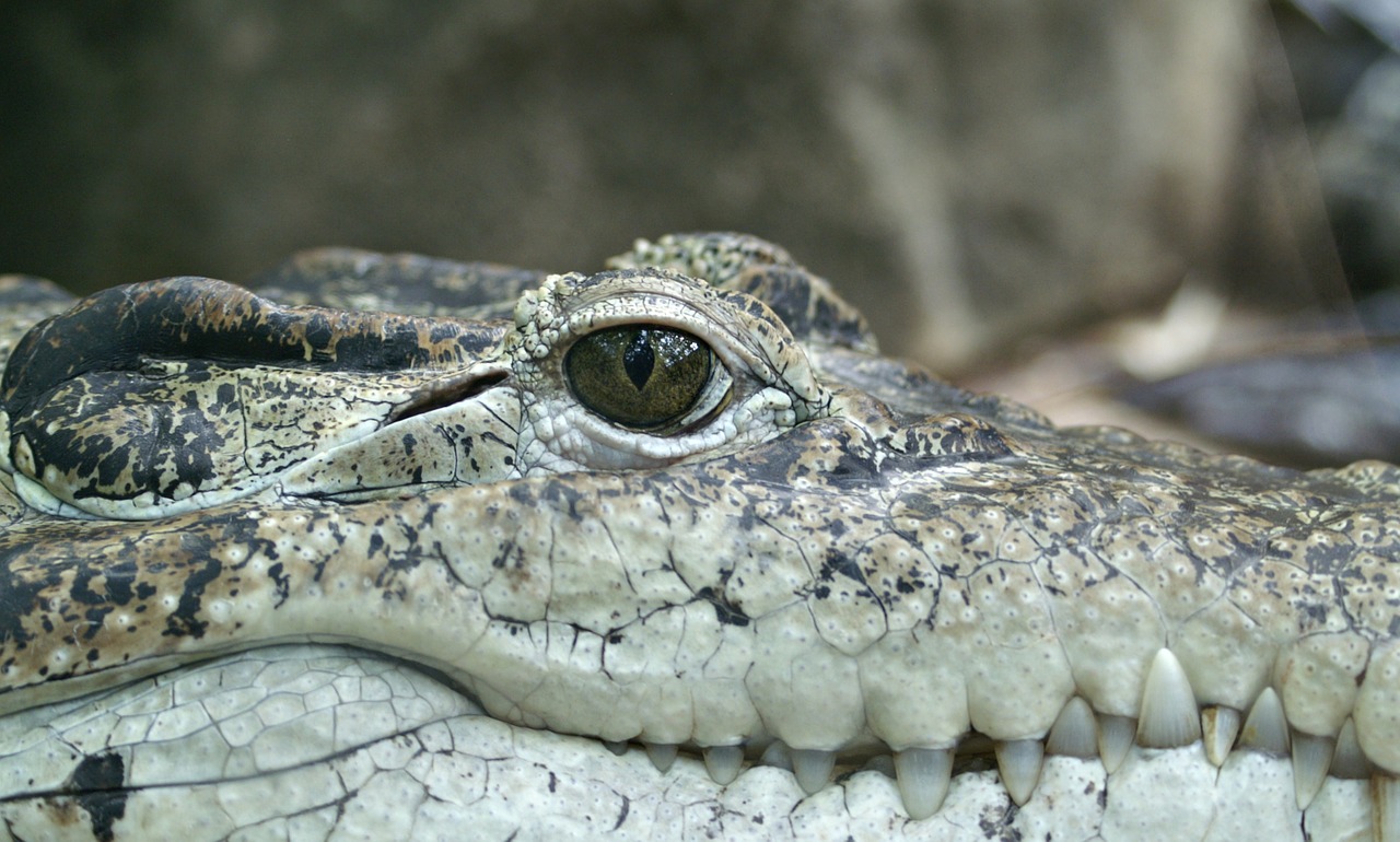crocodile animal eye free photo
