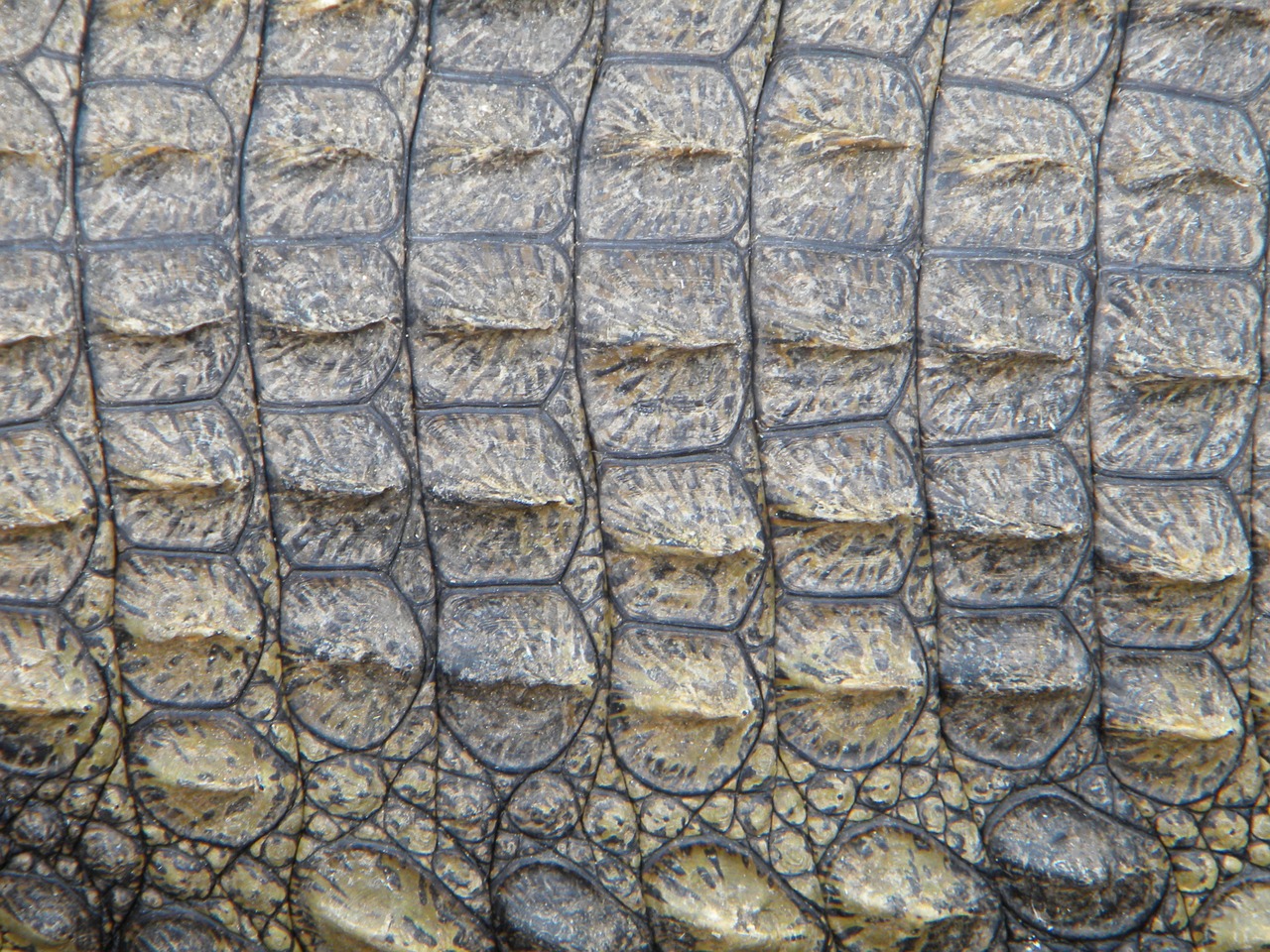 crocodile skin reptile free photo